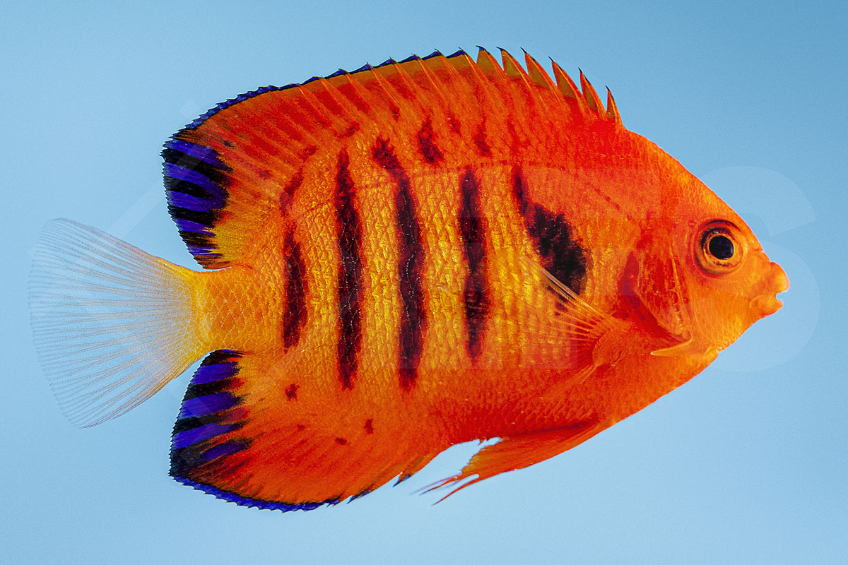 Centropyge loricula - Flammen Zwergkaiserfisch