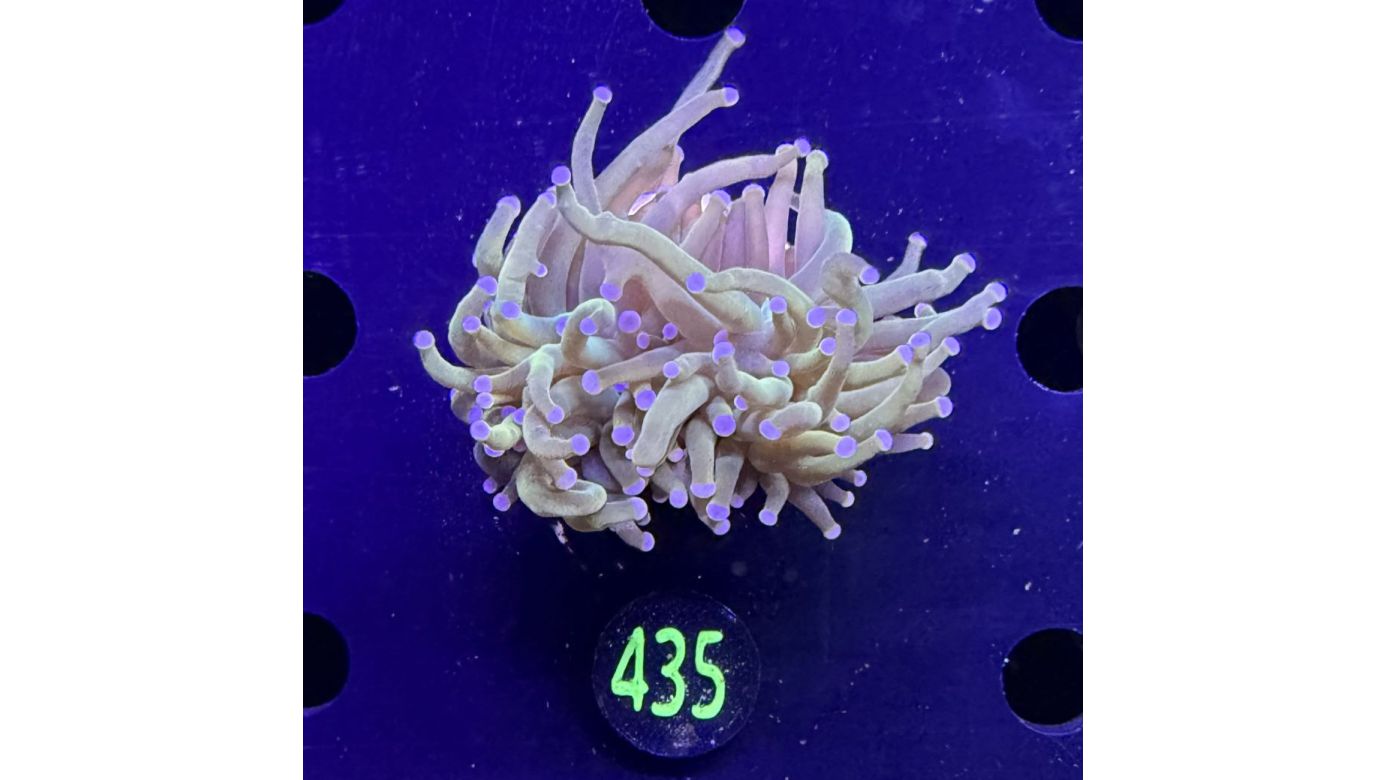 Euphyllia glabrescens - Fackelkoralle Torch 2 Köpfe 0435