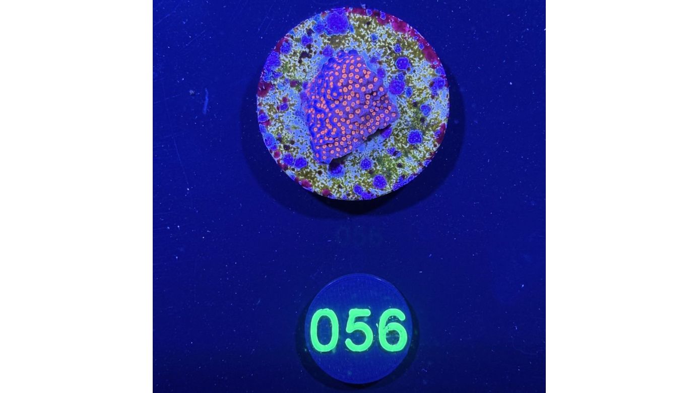 Montipora sp.- Kleinpolypige Steinkoralle Superman Deutsche Nachzucht 0056