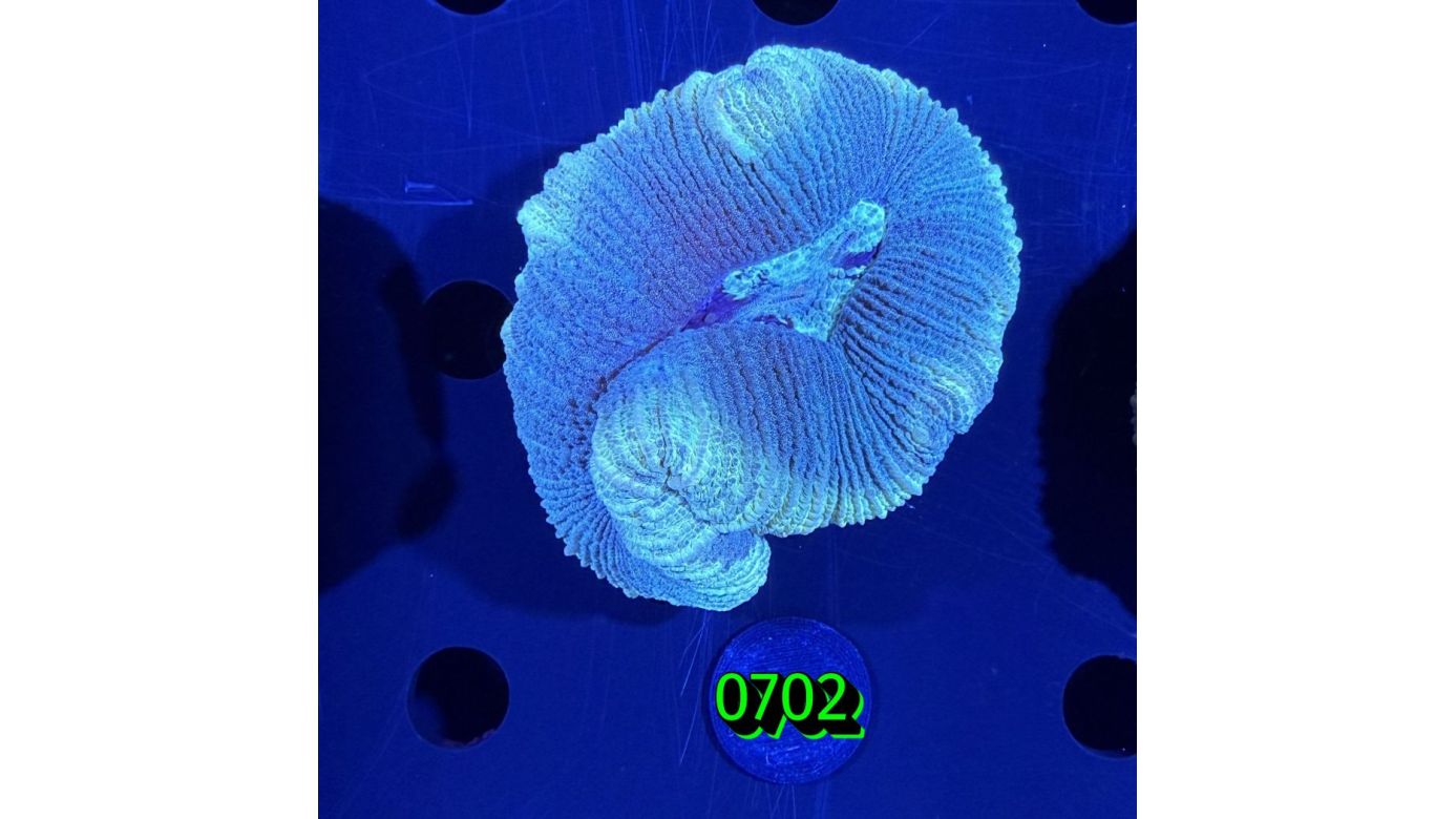 Trachyphyllia geoffroyi WYSIWYG 0702