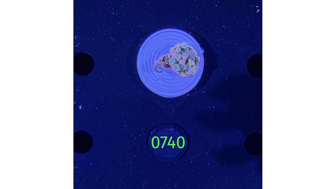 Ricordea sp. WYSIWYG 0740