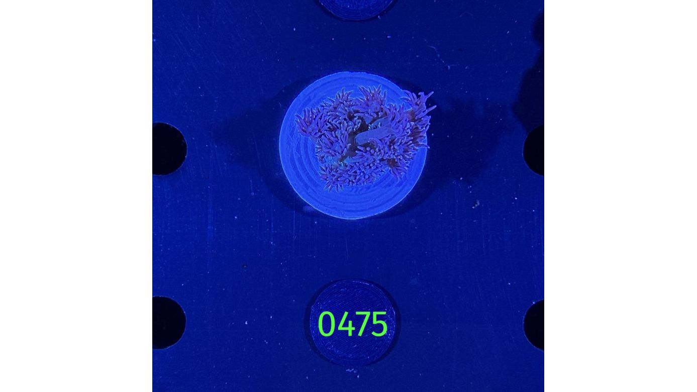 Goniopora sp. - Margeritenkoralle 0475