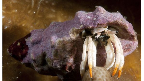 Calcinus Minutus - Weißer Einsiedlerkrebs