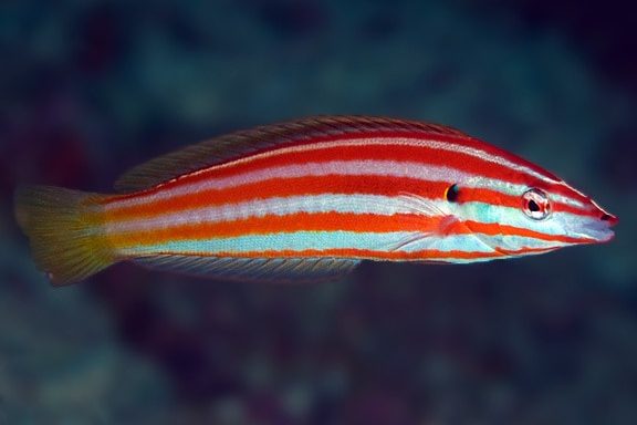 Hologymnosus rhodonotus - Roter Hechtlippfisch