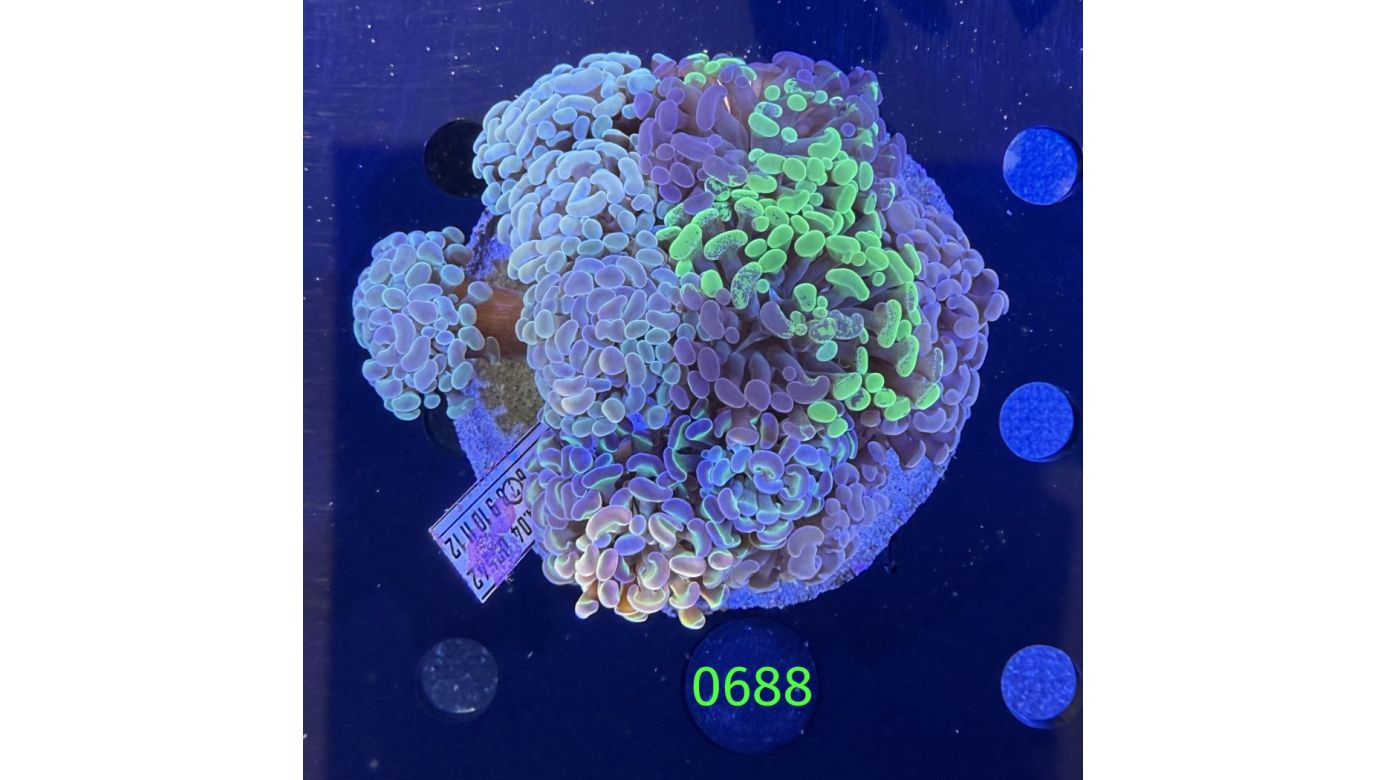 Euphyllia paraancora Kolonie WYSIWYG 0688