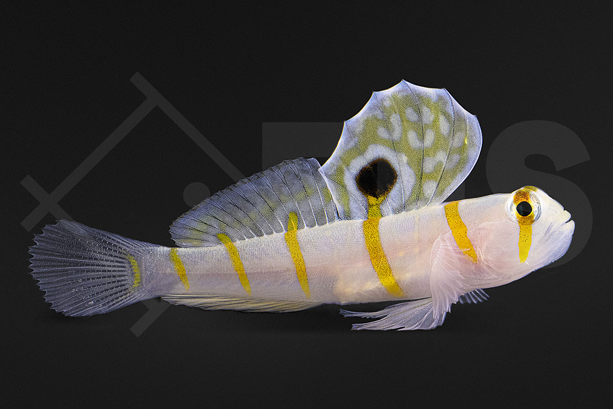 Amblyeleotris randalli - Randalls-Partnergrundel