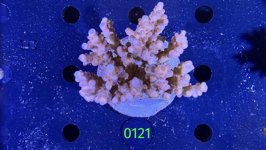 Acropora sp. WYSIWYG 0121
