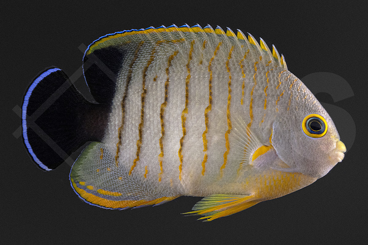 Centropyge eibli - Eibl's Zwergkaiserfisch