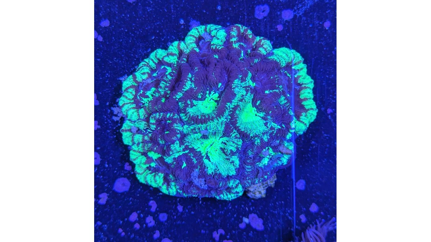 Favia sp. - Hirnkoralle Speckled Radiation Deutsche Nachzucht 0027