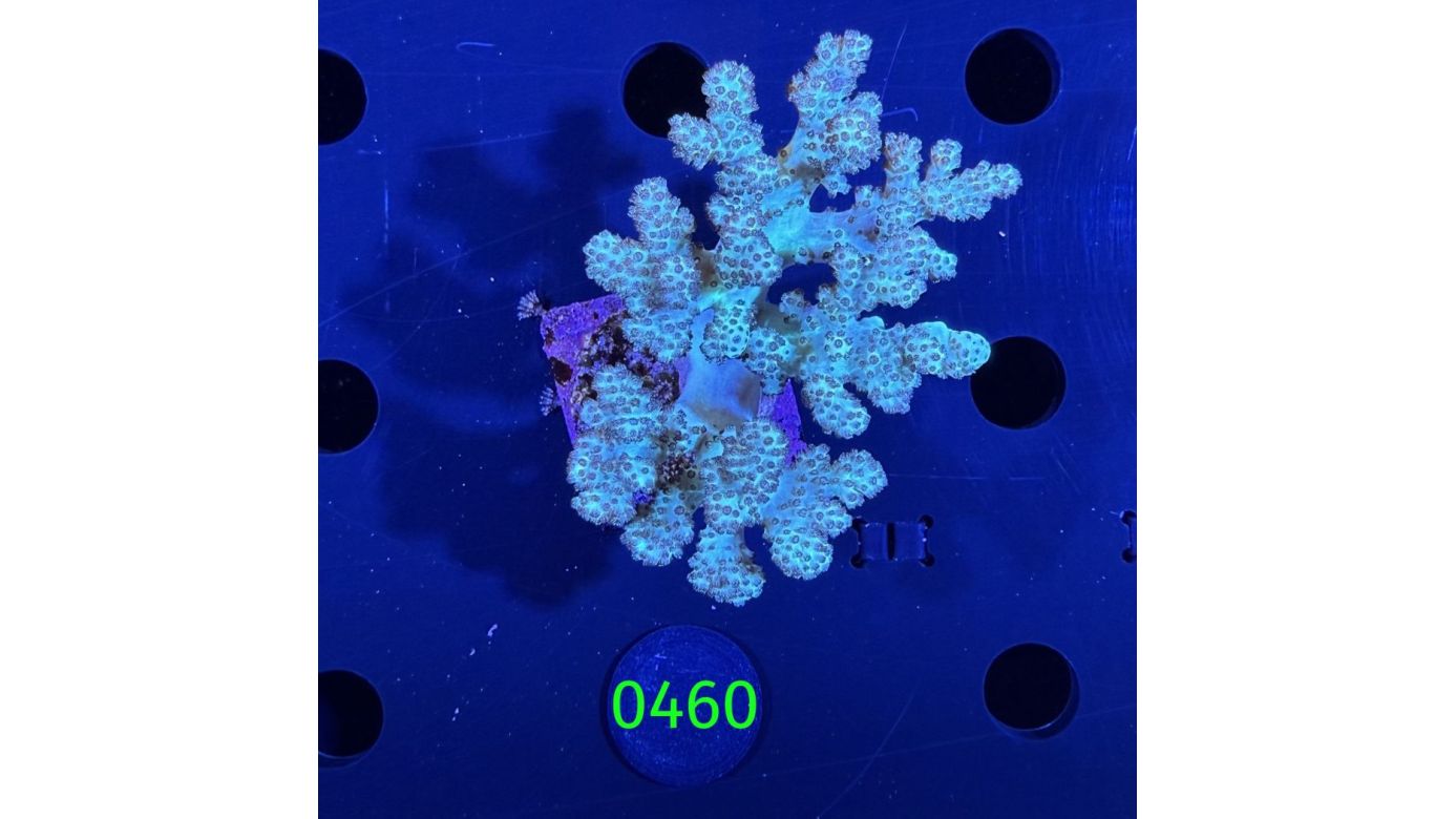 Sinularia sp. - Fingerlederkoralle mintgrün Deutsche Nachzucht 0460