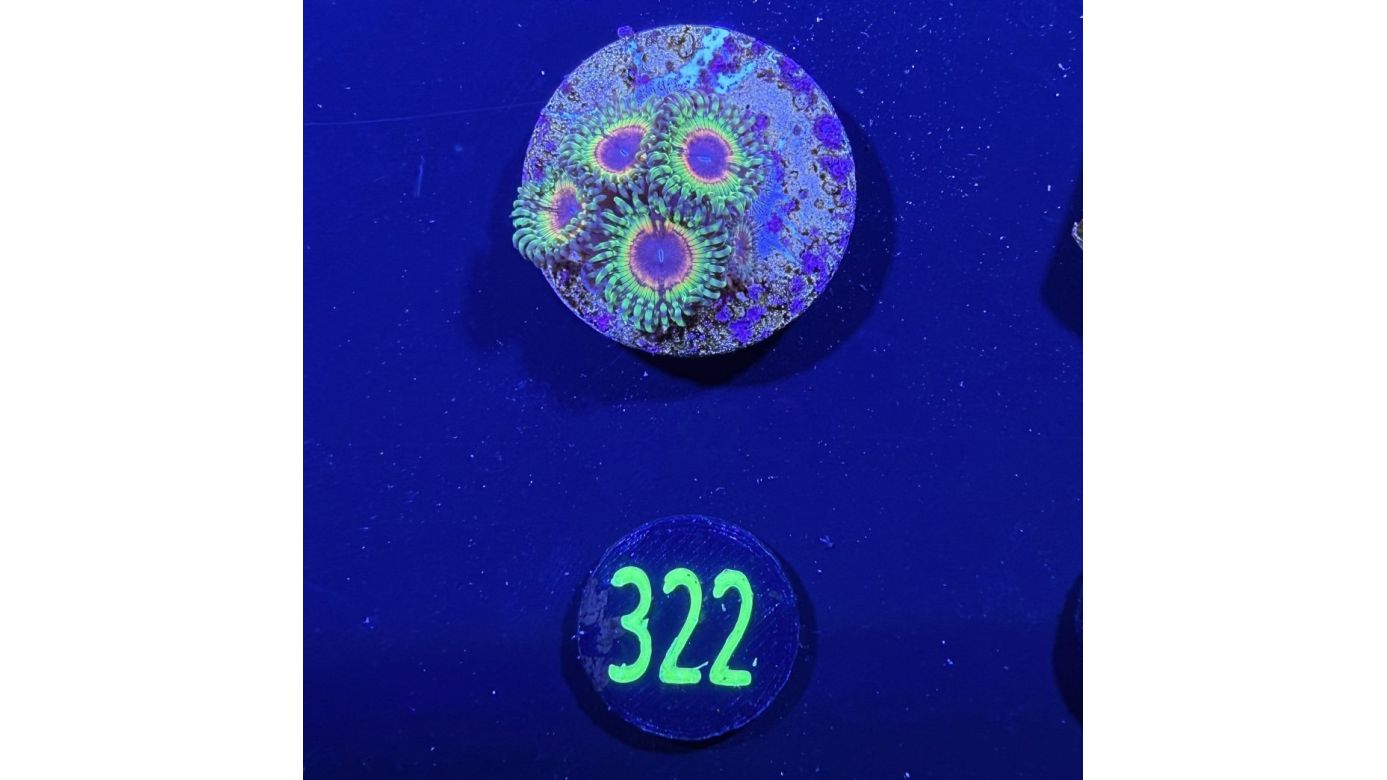 Zoanthus sp.-  Krustenanemone Little shop of horrors PlanktonPlus Nachzucht 0322