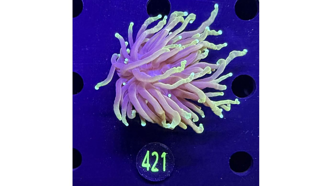 Euphyllia glabrescens - Fackelkoralle Torch "Dragon Soul" 0421