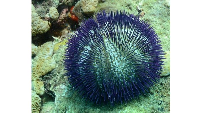 Lytechinus variegatus - Seeigel Weiß Lila