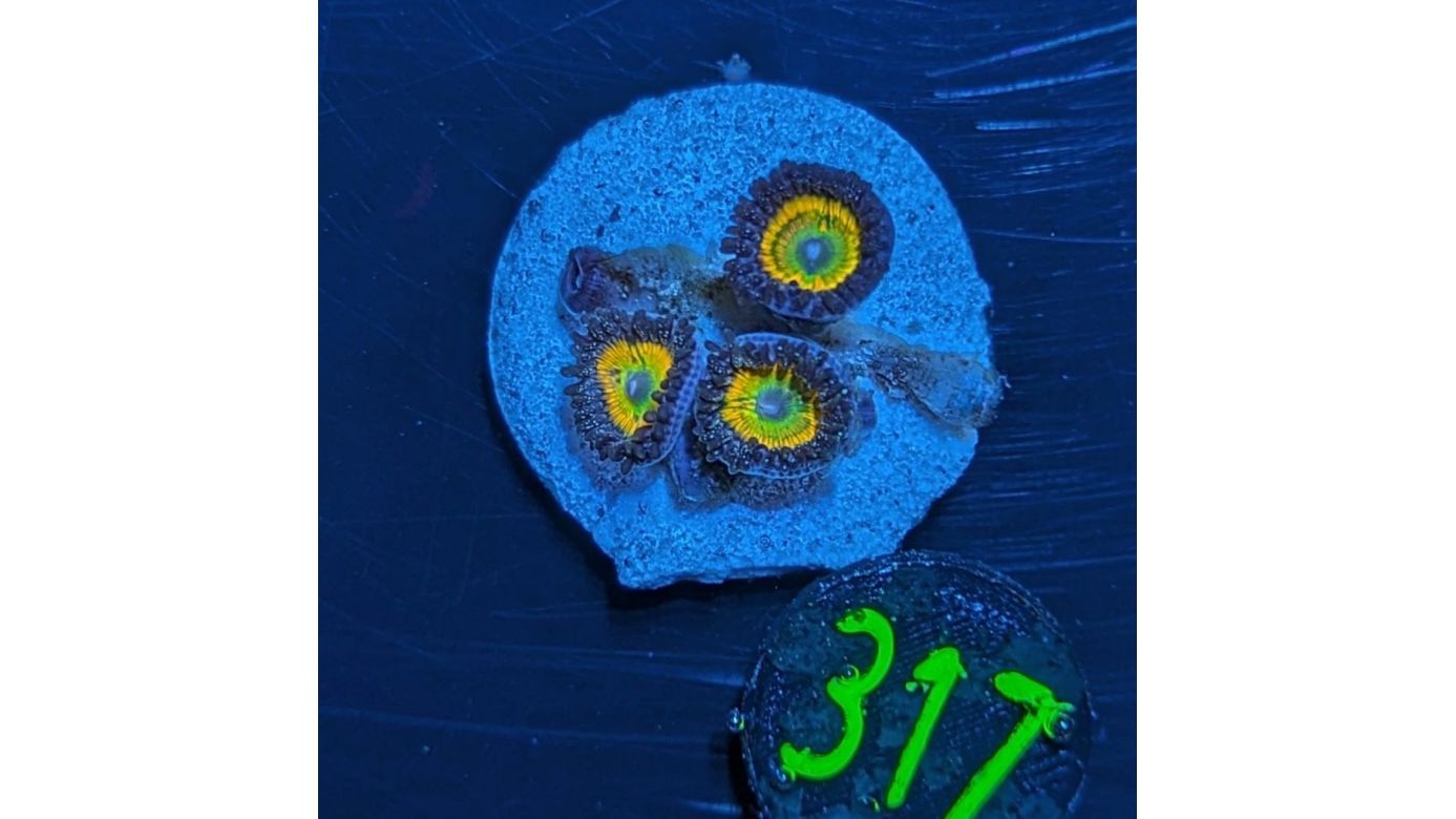 Zoanthus sp. - Krustenanemone Sunny D. PlanktonPlus Nachzucht 0317