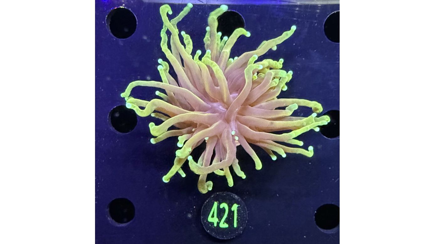 Euphyllia glabrescens - Fackelkoralle Torch "Dragon Soul" 0421