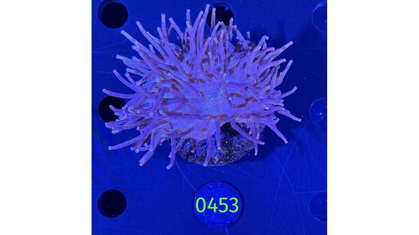 Sarcophyton sp. - Pilzlederkoralle PPNZ 0453