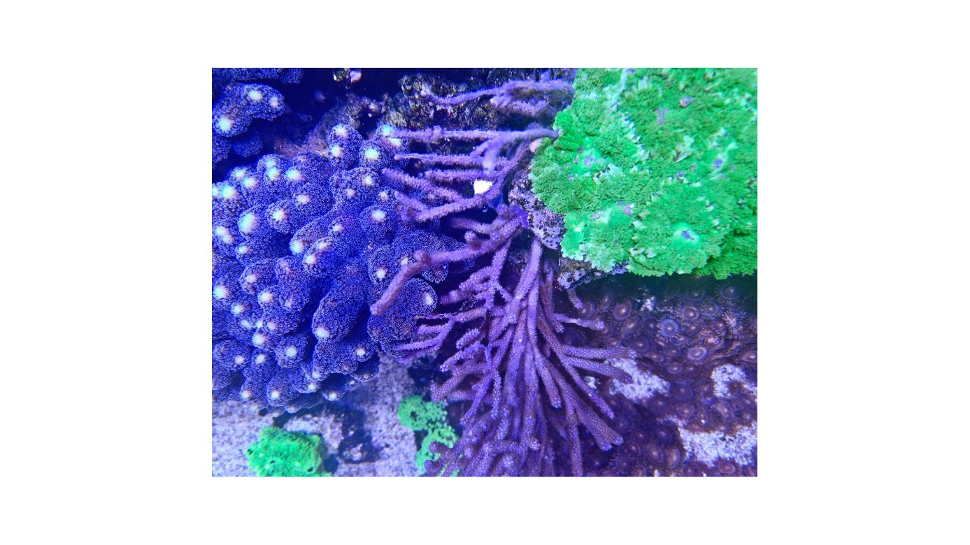 Aqua Medic TopView 200 Sicht- und Fotoglas