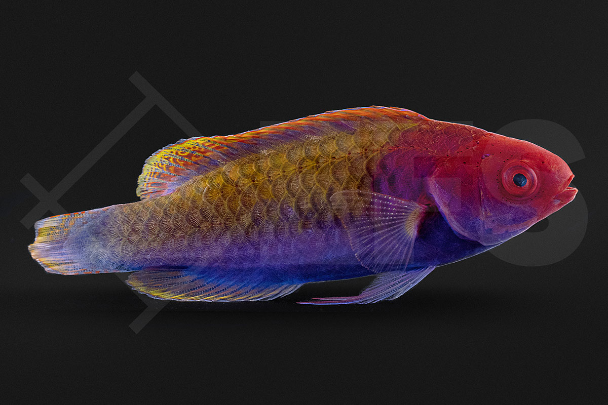 Cirrhilabrus cyanopleura - Blauschuppen Zwerglippfisch