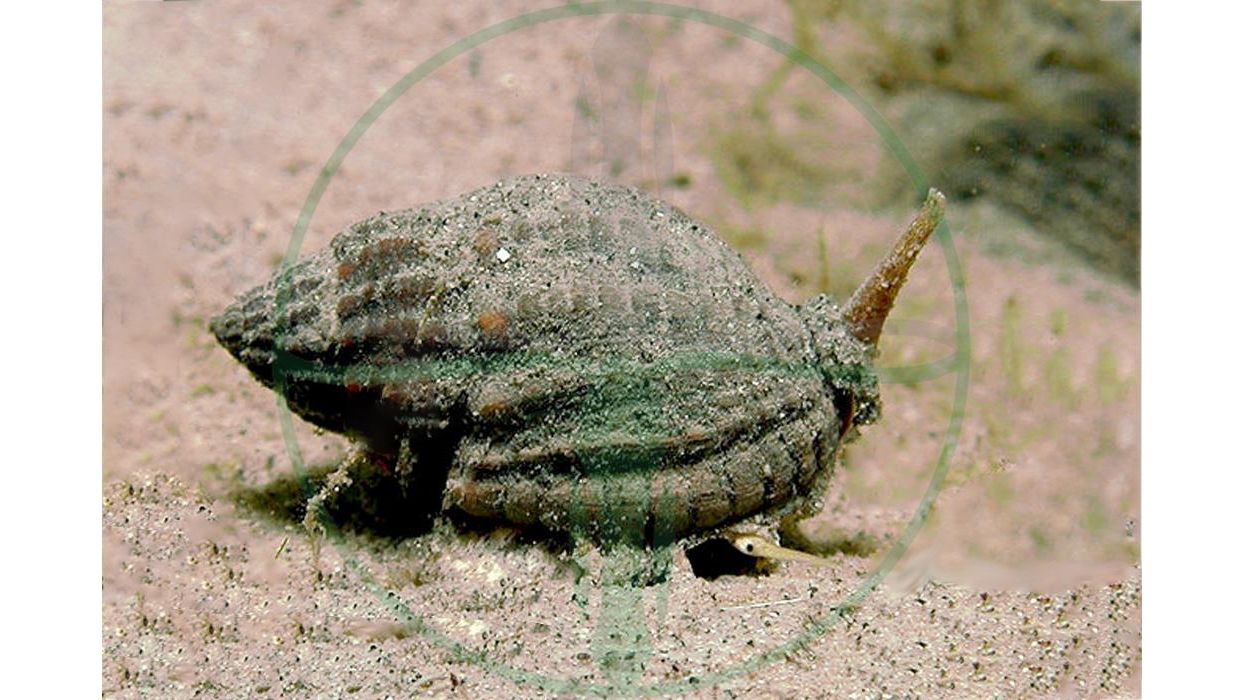Nassarius reticulatus - Wellhornschnecke