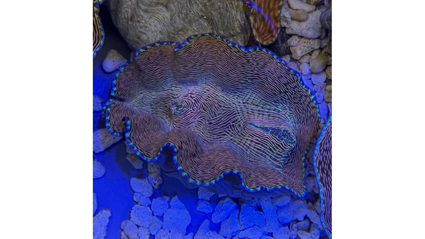 Tridacna derasa Muschel 10-11cm 0204