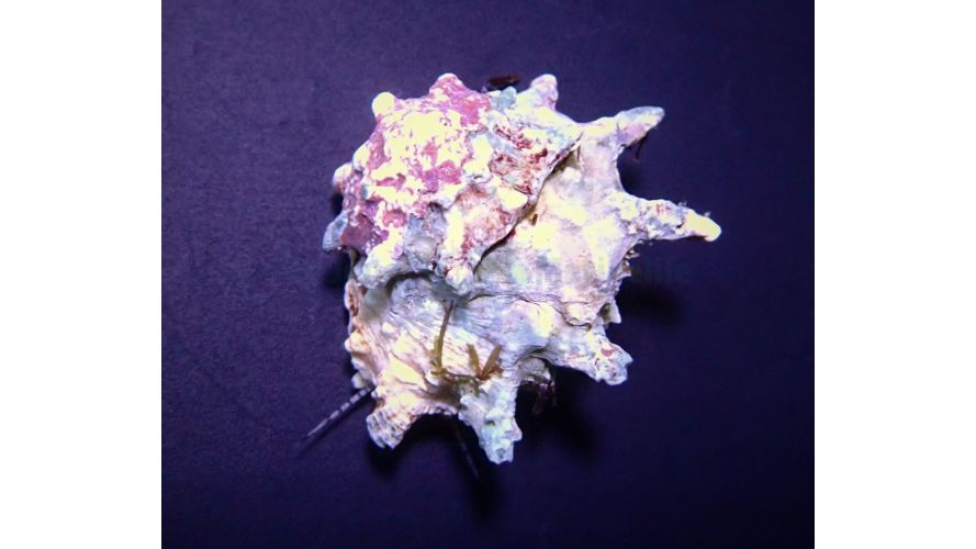 AKTION: Astralium calcar - Sternschnecke