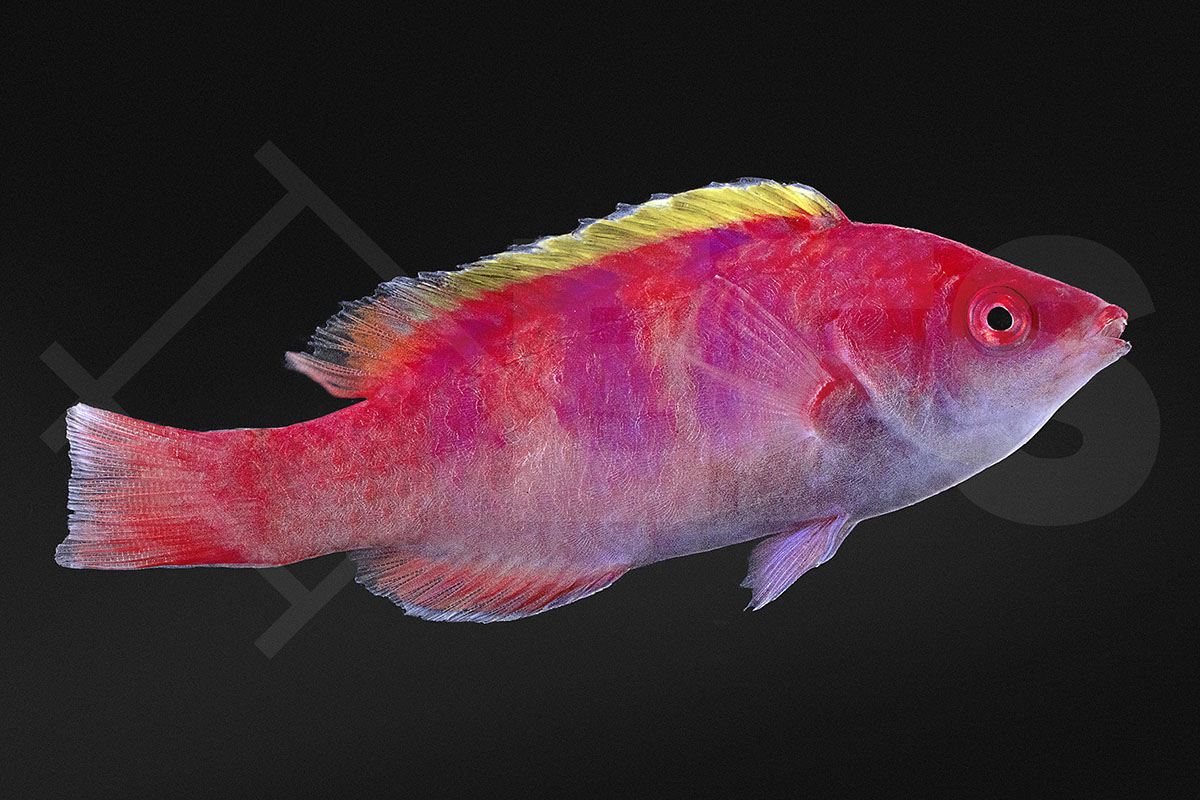 Cirrhilabrus flavidorsalis - Gelbrücken Zwerglippfisch