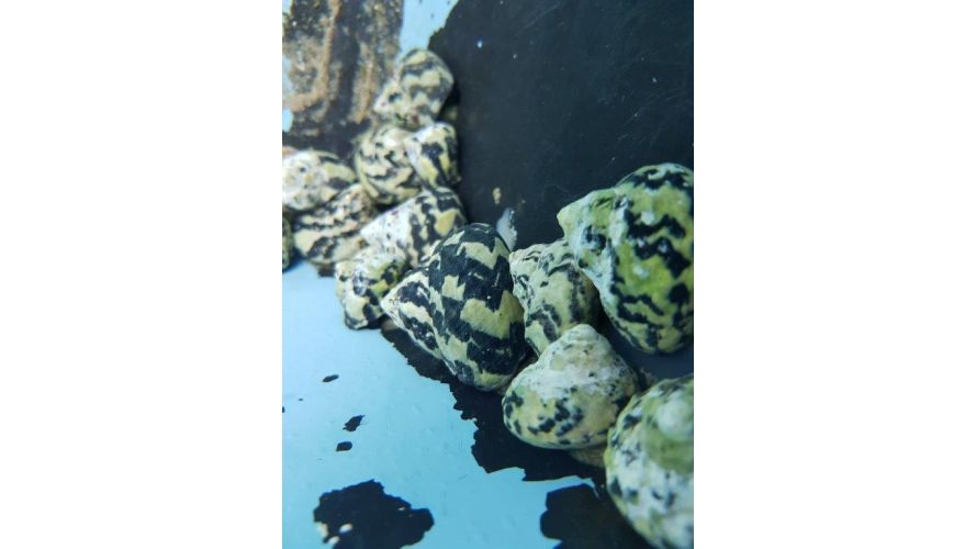 Cittarium pica - Zebra Turboschnecke