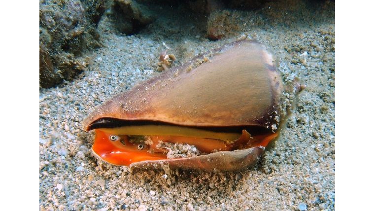 AKTION: Conomurex luhuanus - Kegelfechterschnecke