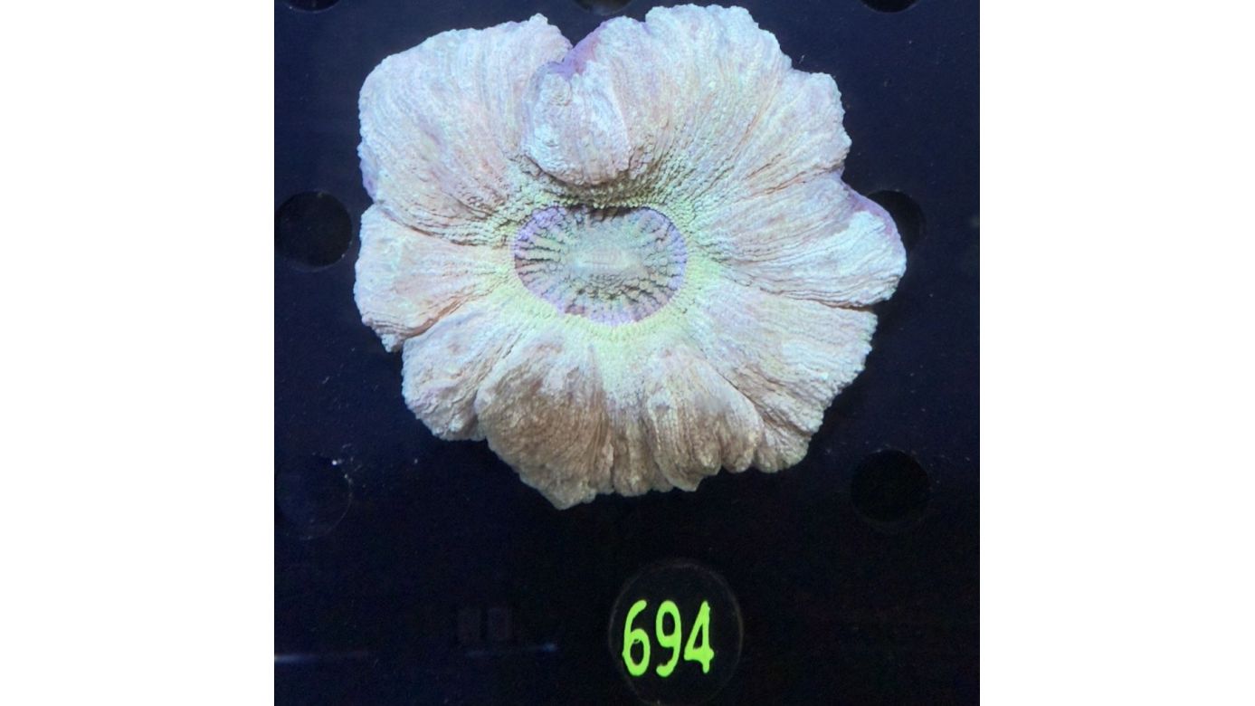 Trachyphyllia geoffroyi WYSIWYG 0694