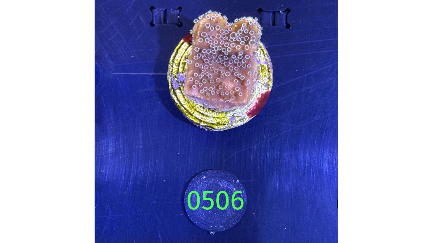 Montipora sp.- Kleinpolypige Steinkoralle Deutsche Nachzucht 0506