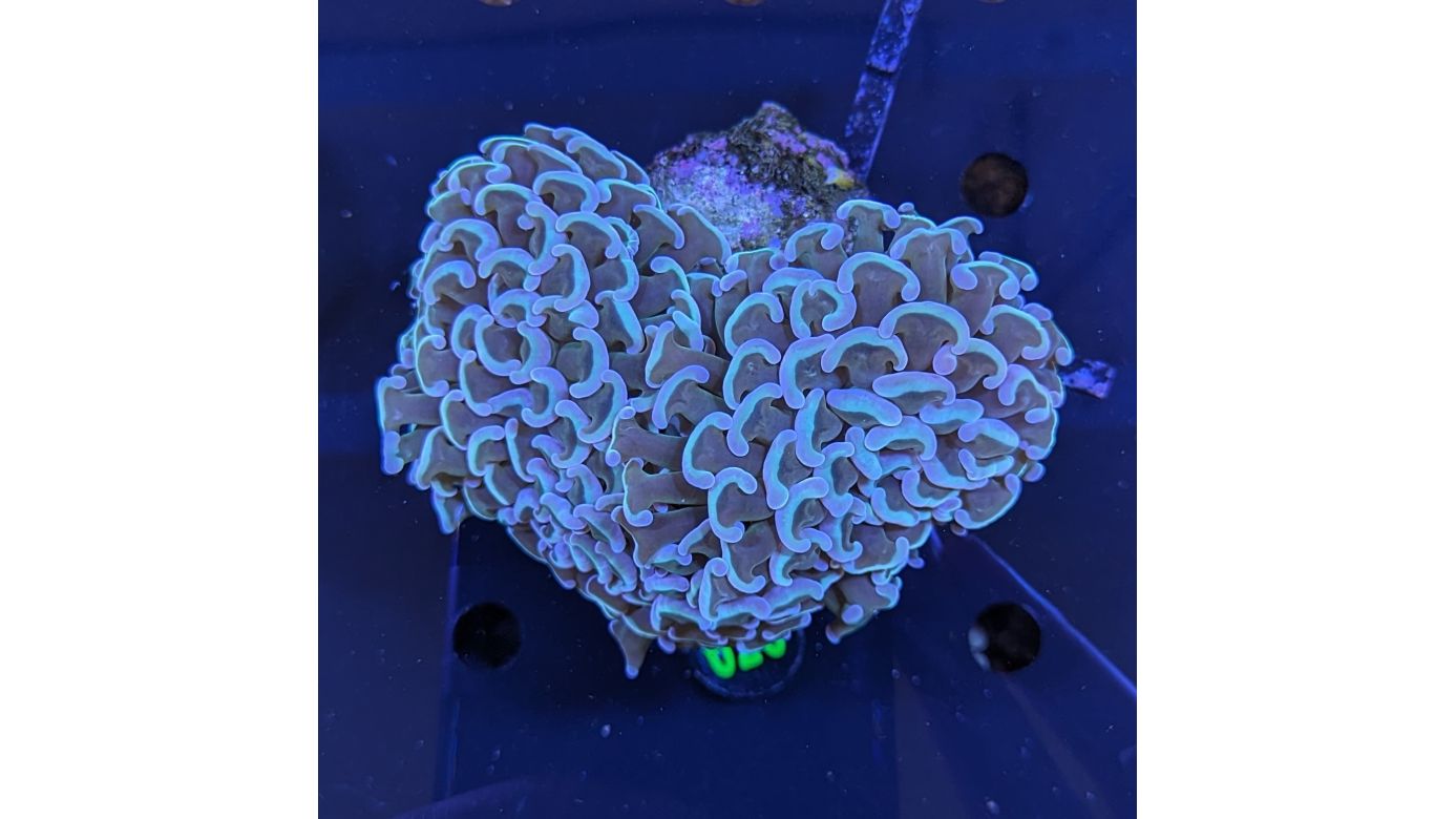 Fimbriaphyllia ancora WYSIWYG 0626