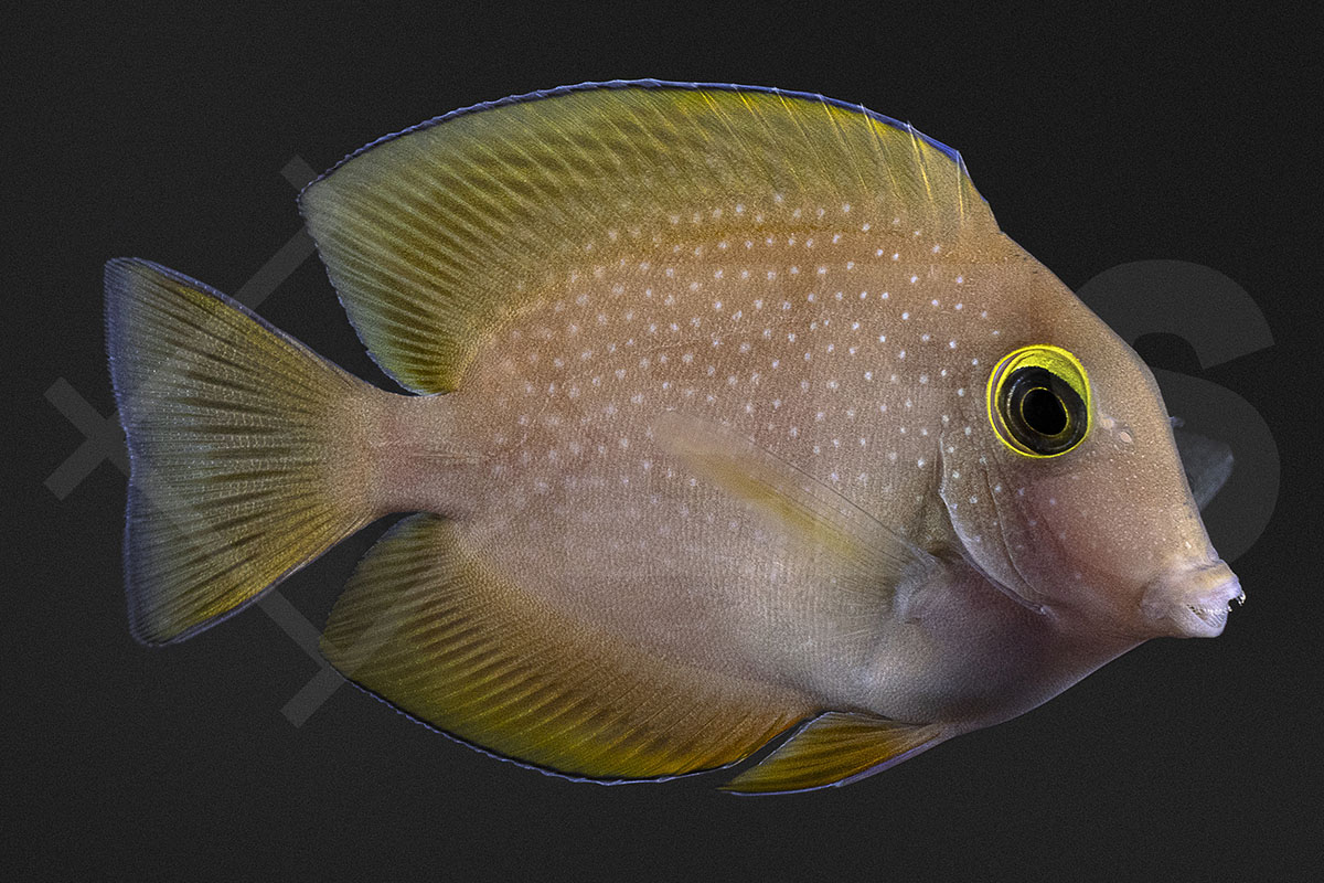 Ctenochaetus truncatus - Indischer Goldring Borstenzahn Doktorfisch