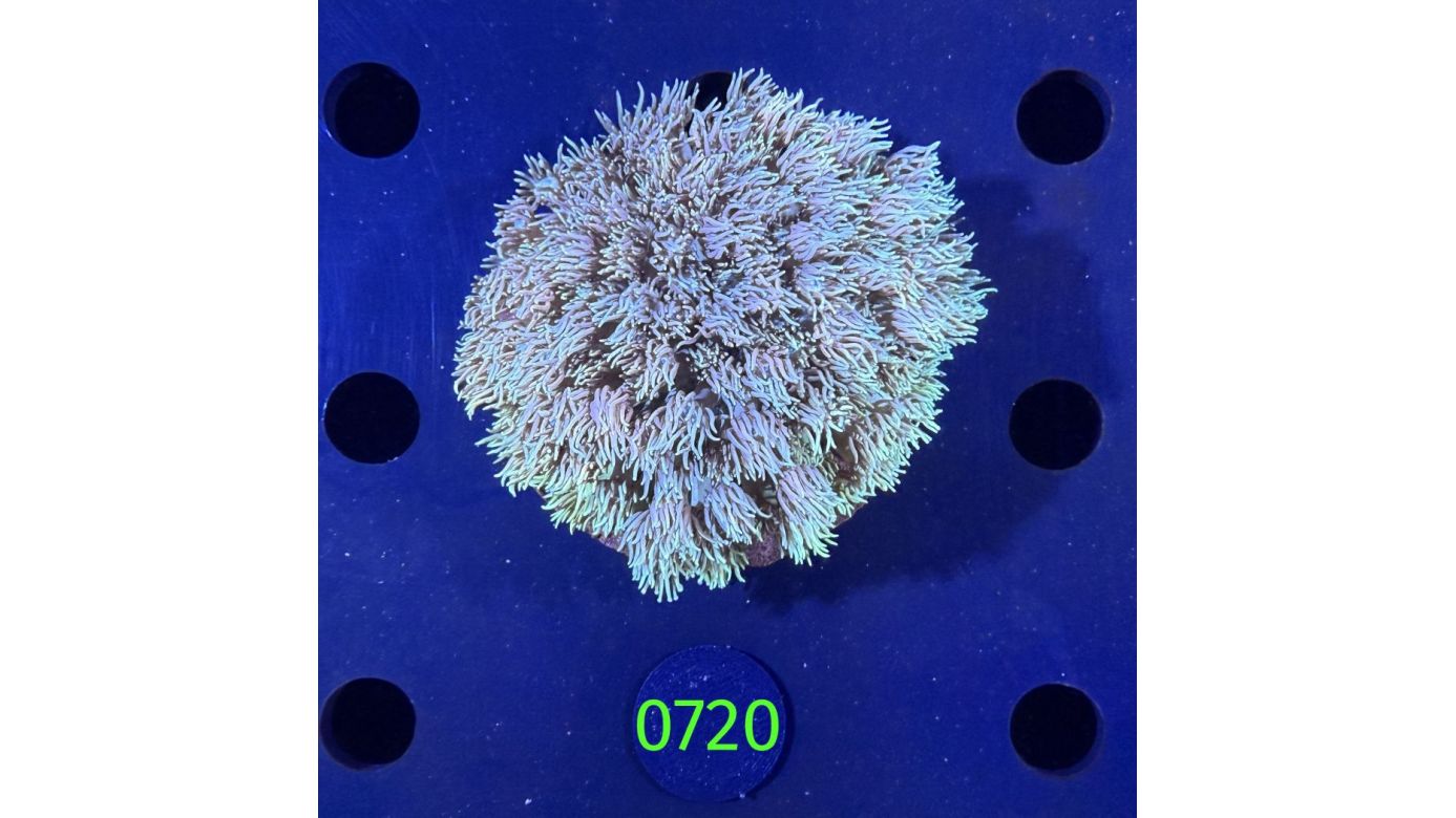 Goniopora sp. WYSIWYG 0720