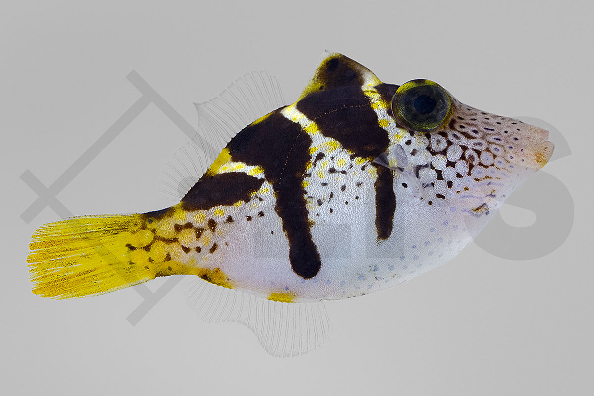 Paraluteres prionurus - Schwarzsattel-Feilenfisch