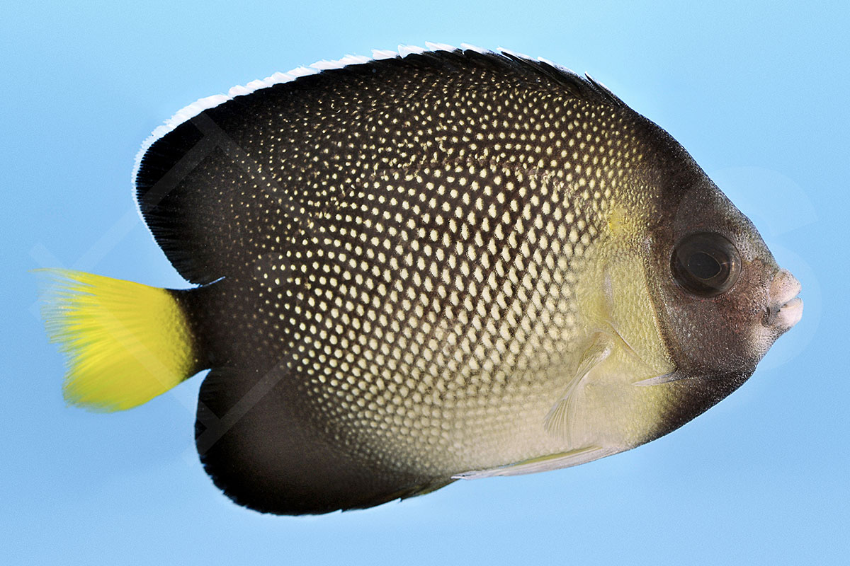 Apolemichthys xanthurus - Indischer Rauchglas Kaiserfisch