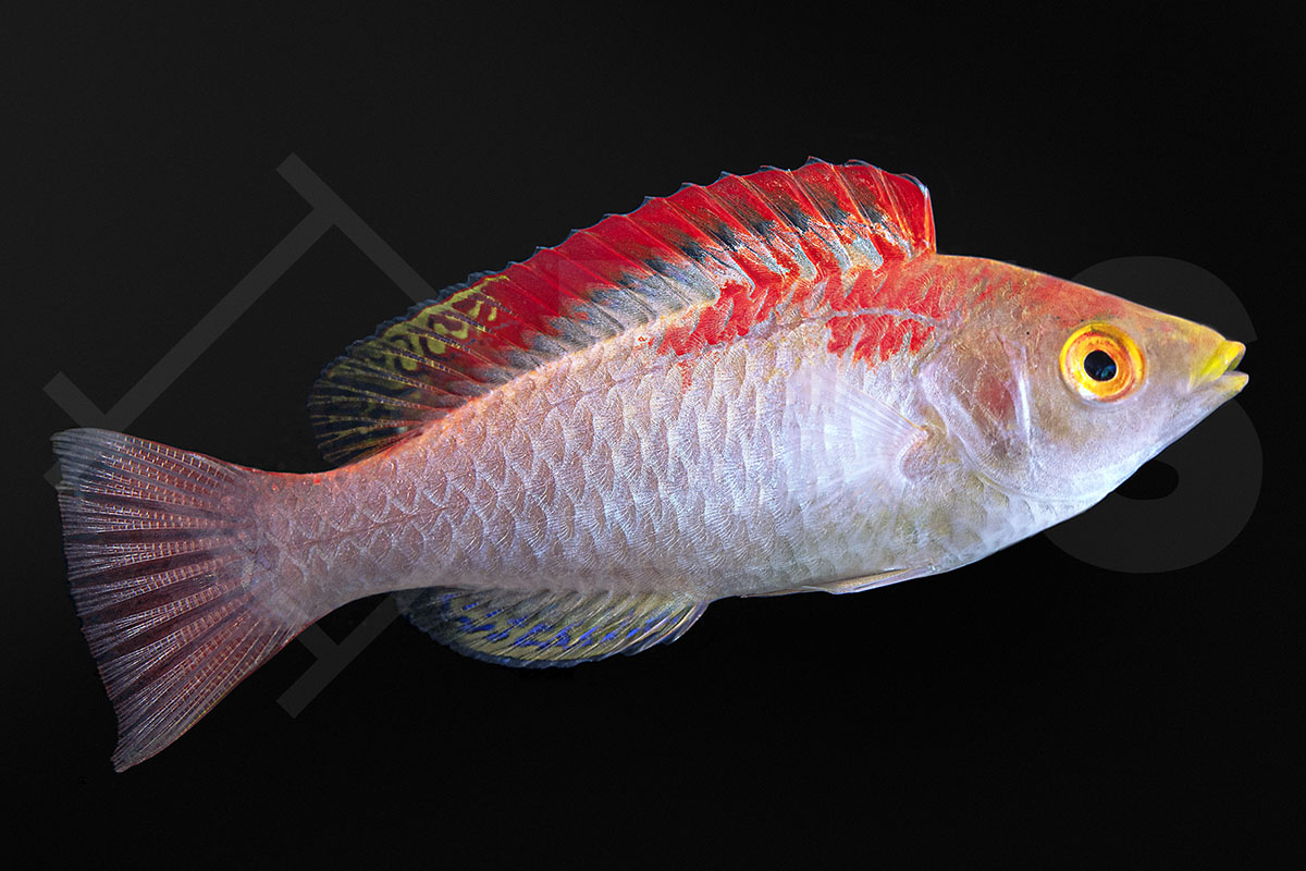 Cirrhilabrus adornatus - Debelius-Zwerglippfisch