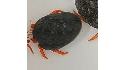 Clibanarius Rutilus - Orangeroter Einsiedlerkrebs