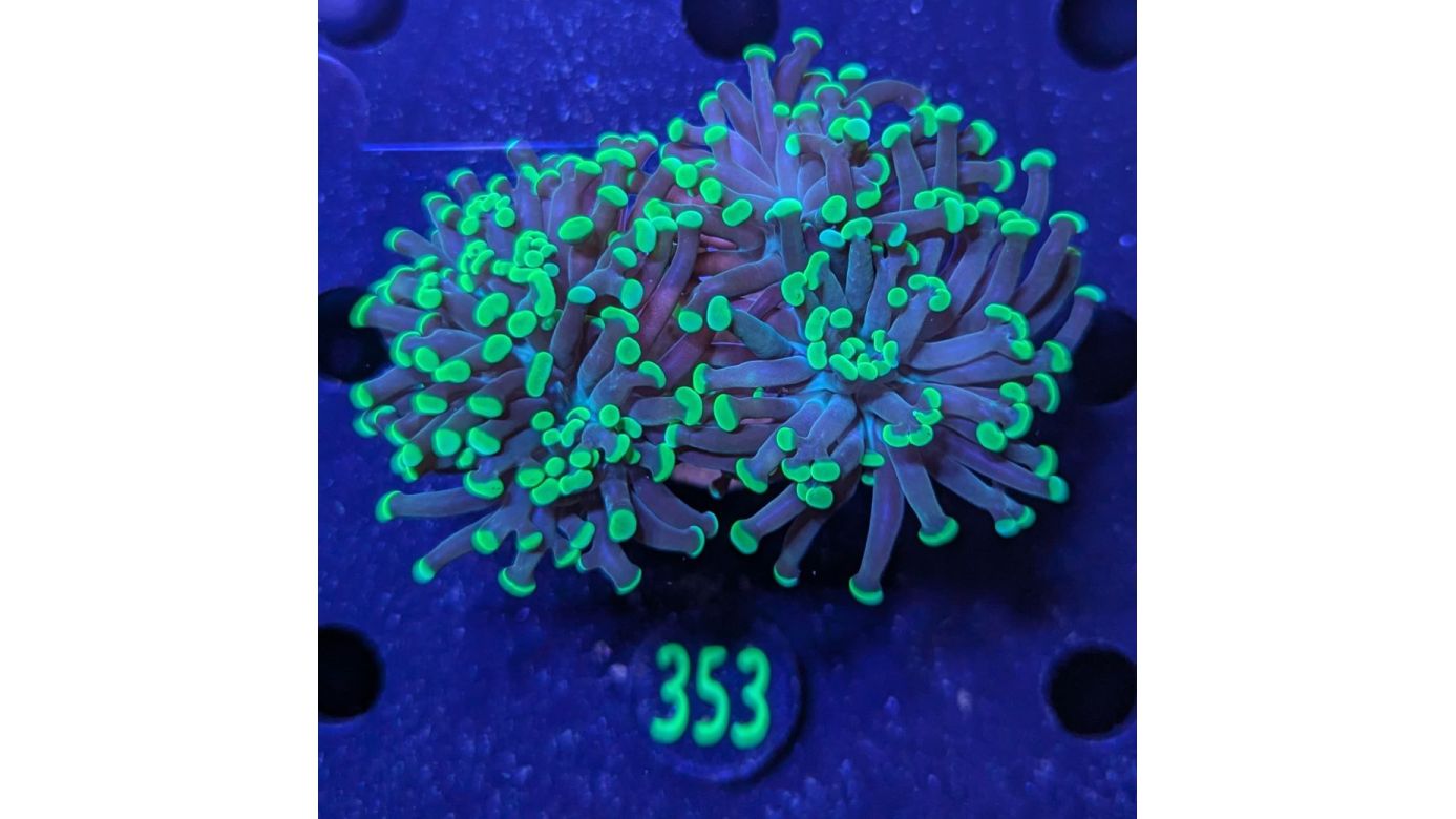 Euphyllia paraancora 2 Kopf "grün"  - Deutsche Nachzucht 0353