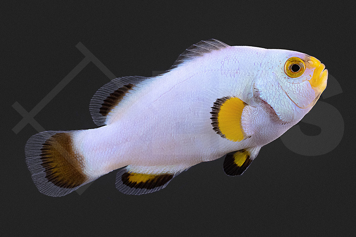 Amphiprion percula - Echter Clownfisch "Platinum" NZ