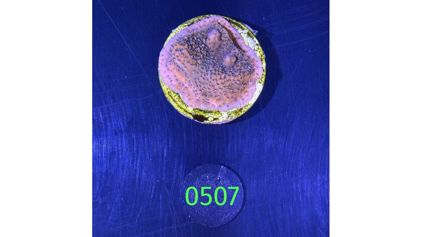 Montipora sp.- Kleinpolypige Steinkoralle "mystic Sunset" Deutsche Nachzucht 0507