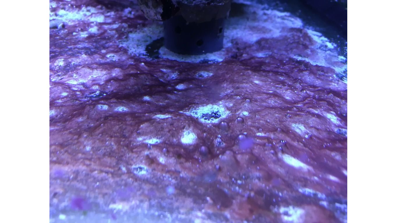 PlanktonPlus Phyto-Red gegen Cyanobakterien 5 Liter