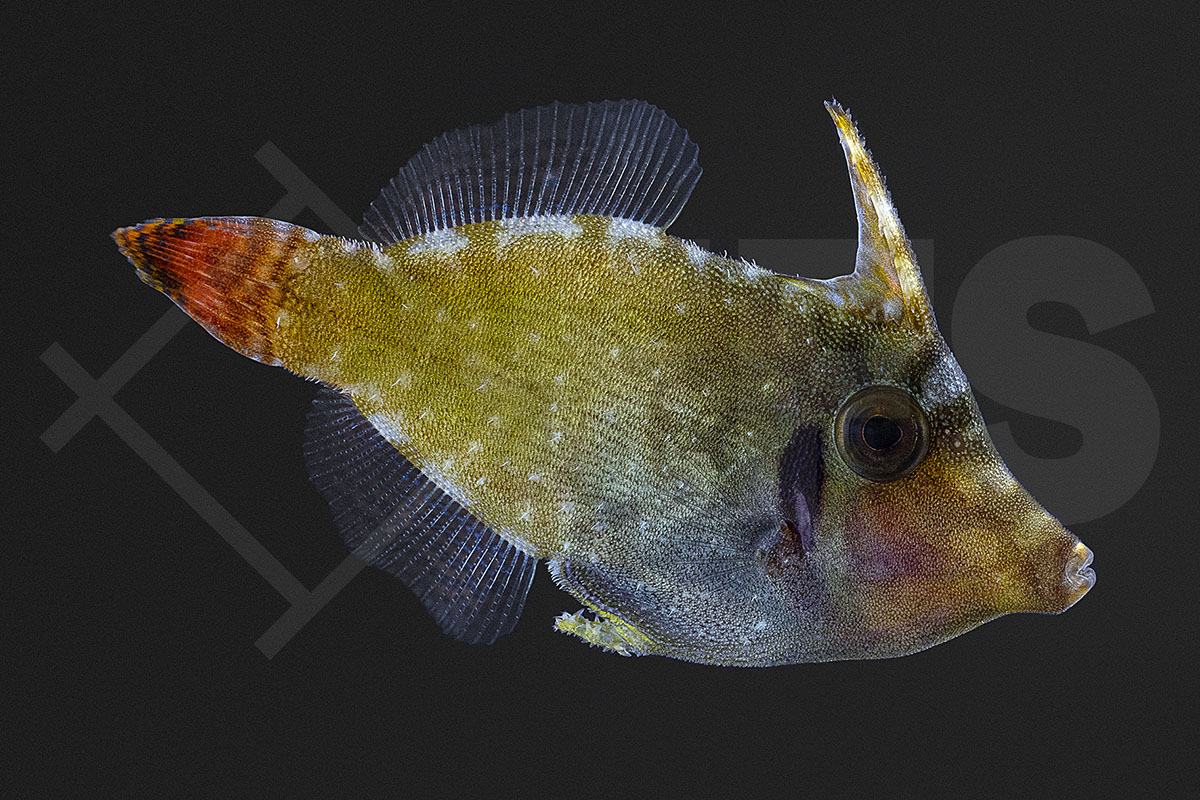 Pervagor janthinosoma - Blauer Rotschwanzfeilenfisch