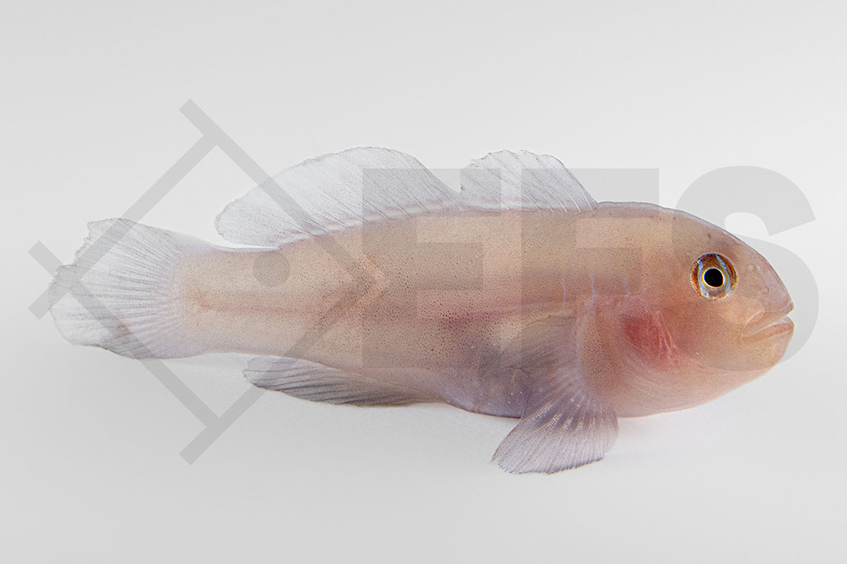 Gobiodon rivulatus - Rote Korallengrundel