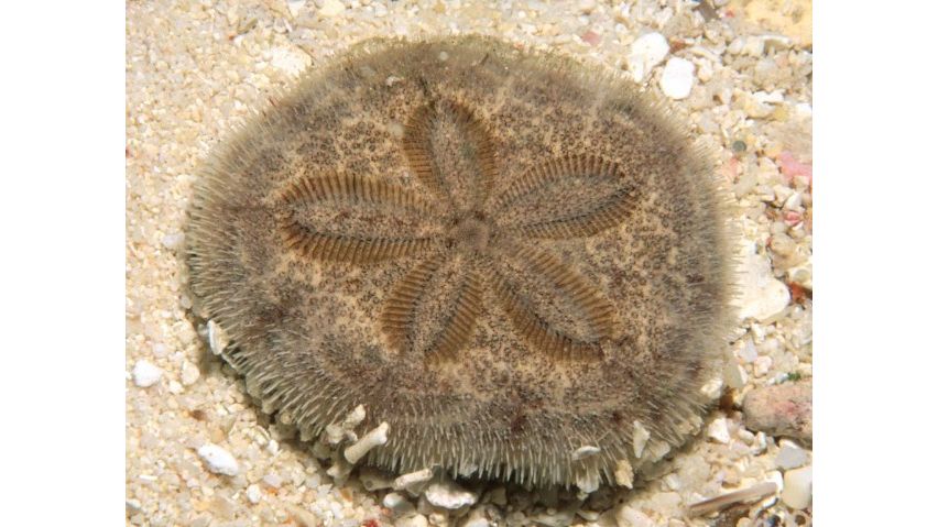 Clypeaster australasiae - Sanddollar
