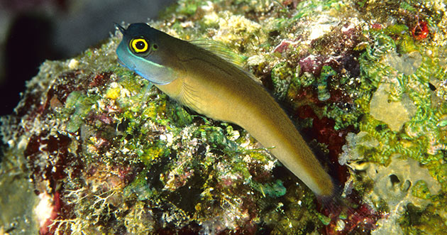 Ecsenius ops - Schleimfisch