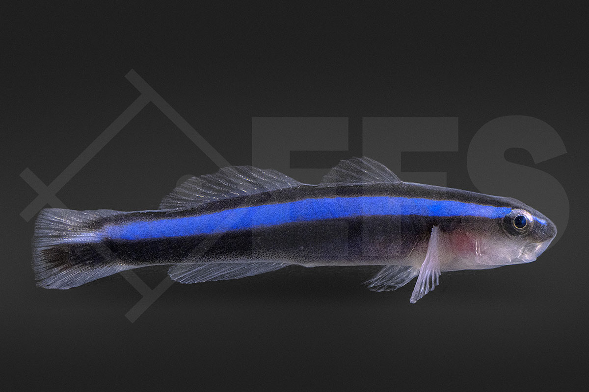 Elacatinus oceanops - Blaue Neonputzergrundel NZ
