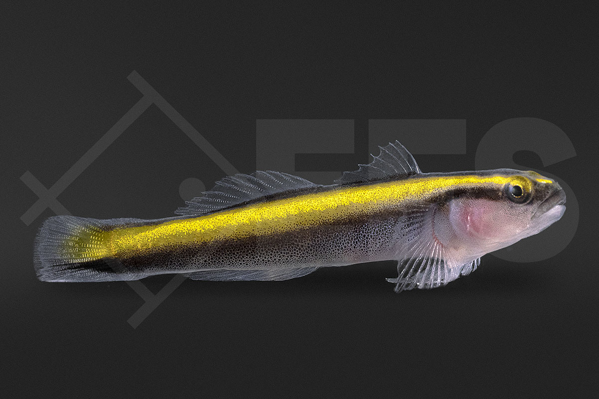 Elacatinus figaro - Gelbe Neonputzergrundel NZ