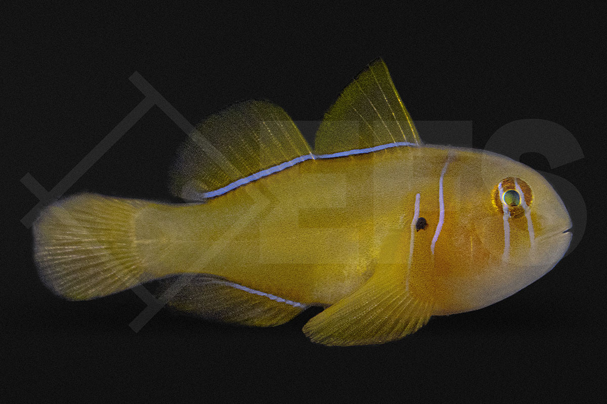 Gobiodon citrinus - Zitronengrundel