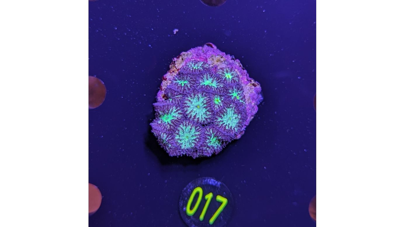 Blastomussa merleti - Hirnkoralle Lila/Grün Deutsche Nachzucht 0017