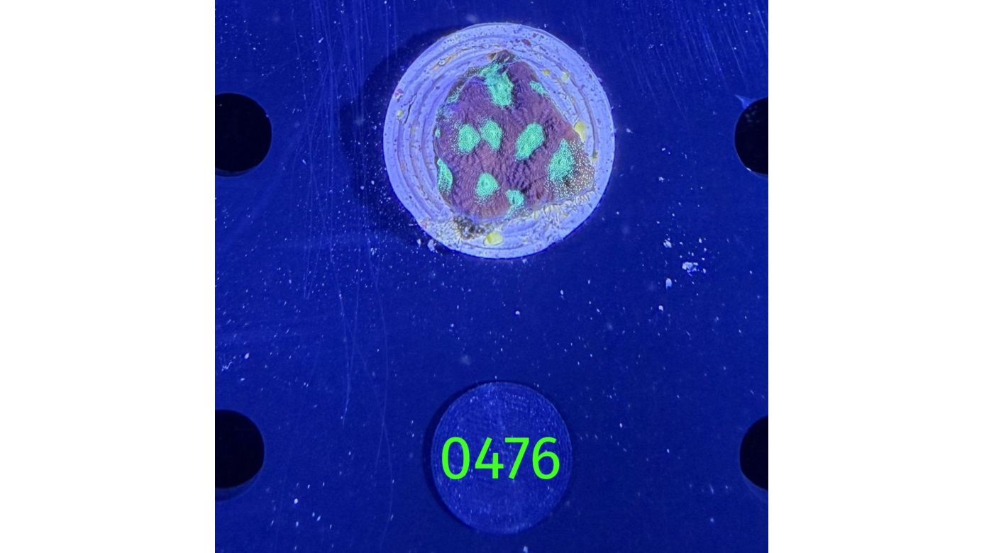 Favites sp. - Großpolypige Steinkoralle Deutsche Nachzucht 0476